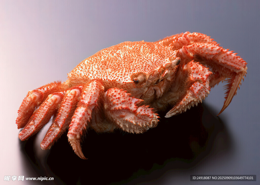 螃蟹特写 海蟹图片 海鲜美食