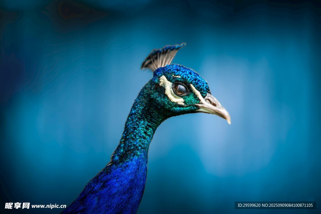蓝孔雀特写