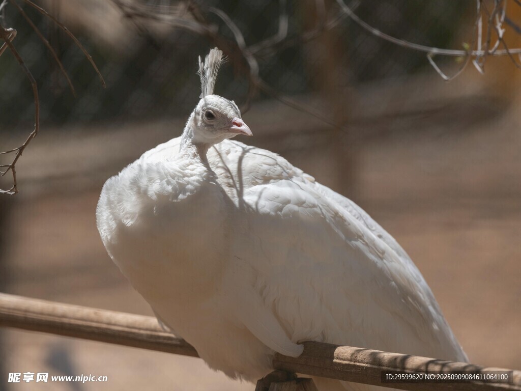 白孔雀栖息于木杆上
