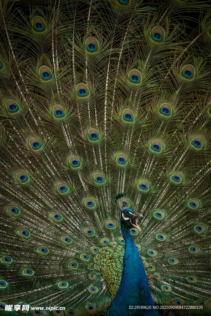 开屏的美丽孔雀