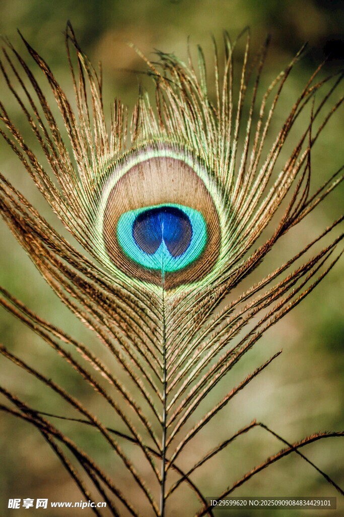 孔雀羽毛特写