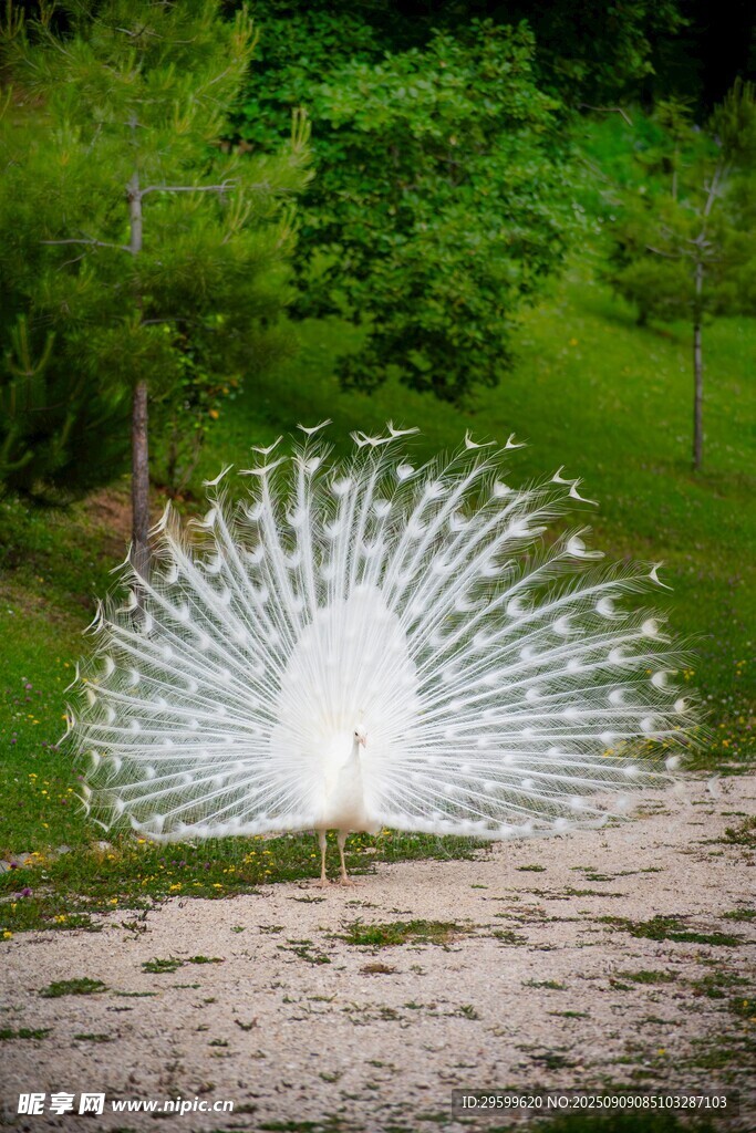 户外开屏的美丽白孔雀