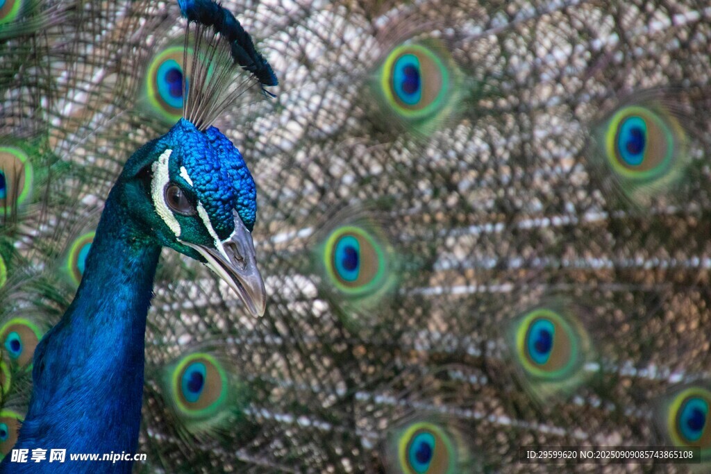开屏的美丽孔雀