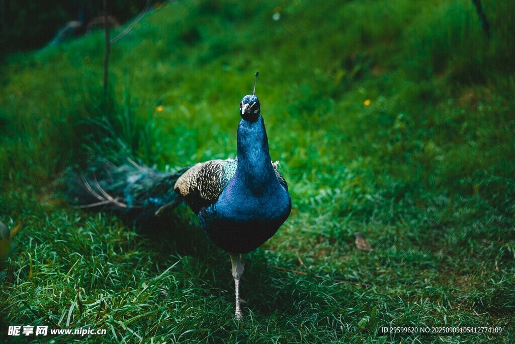 草地上的美丽蓝孔雀
