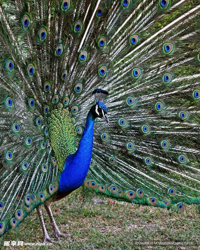 开屏的美丽孔雀