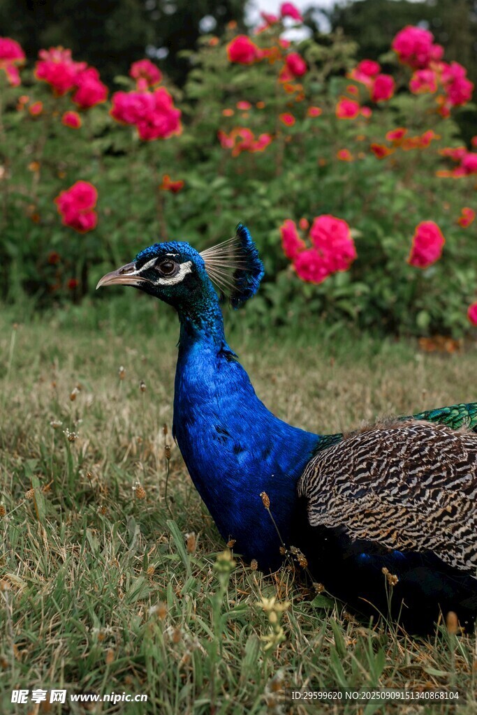 蓝孔雀立于花丛草地间