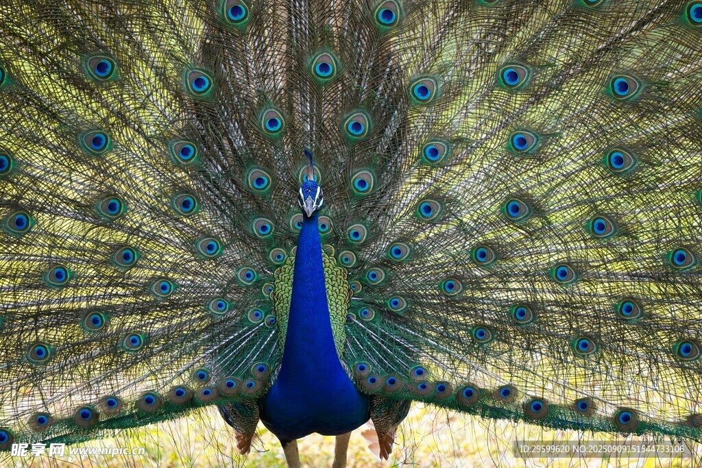 开屏的美丽孔雀