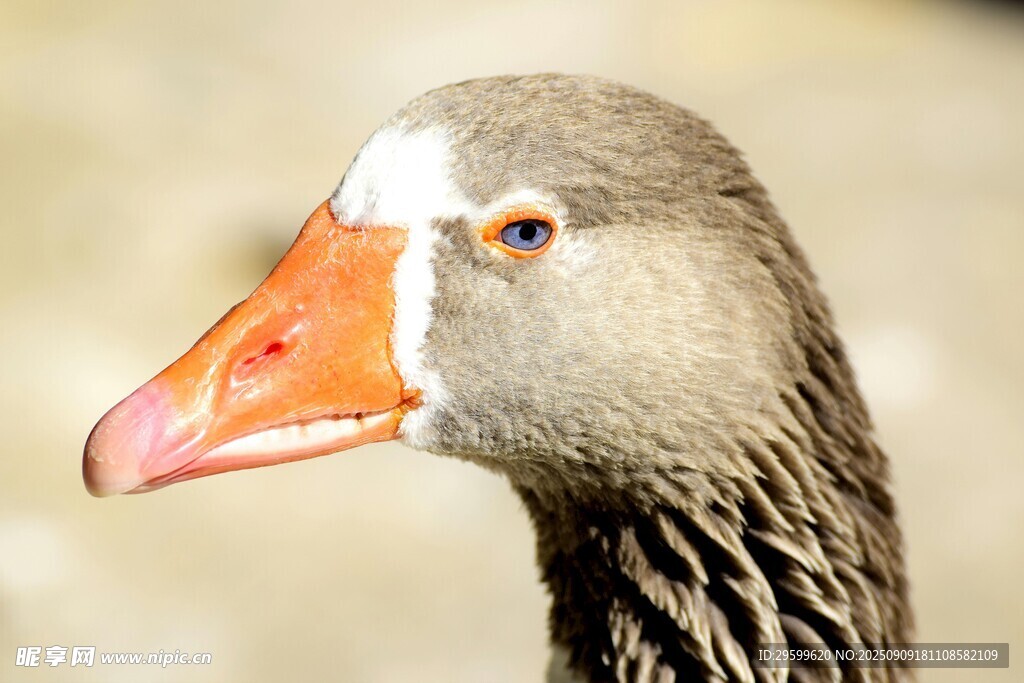 灰鹅特写