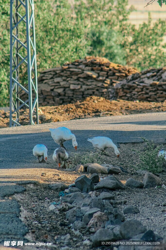 道路旁的石块与绿植景观