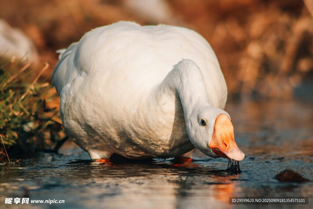 白鹅低头饮水于水边