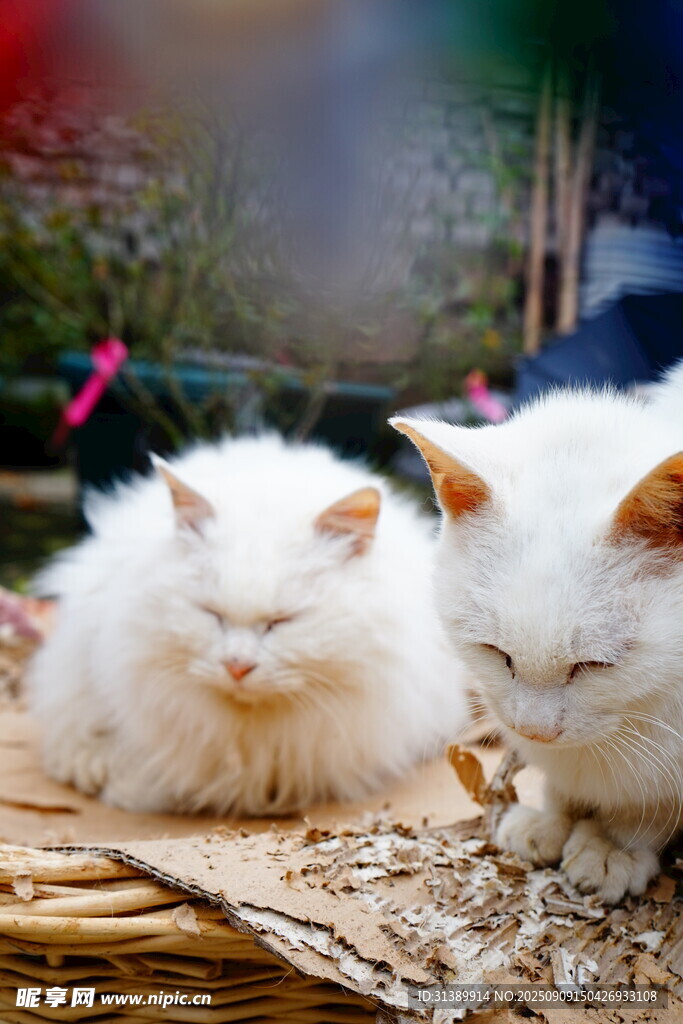 两只白猫惬意躺卧