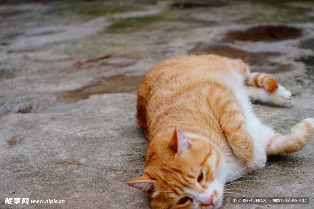 橘猫惬意躺地