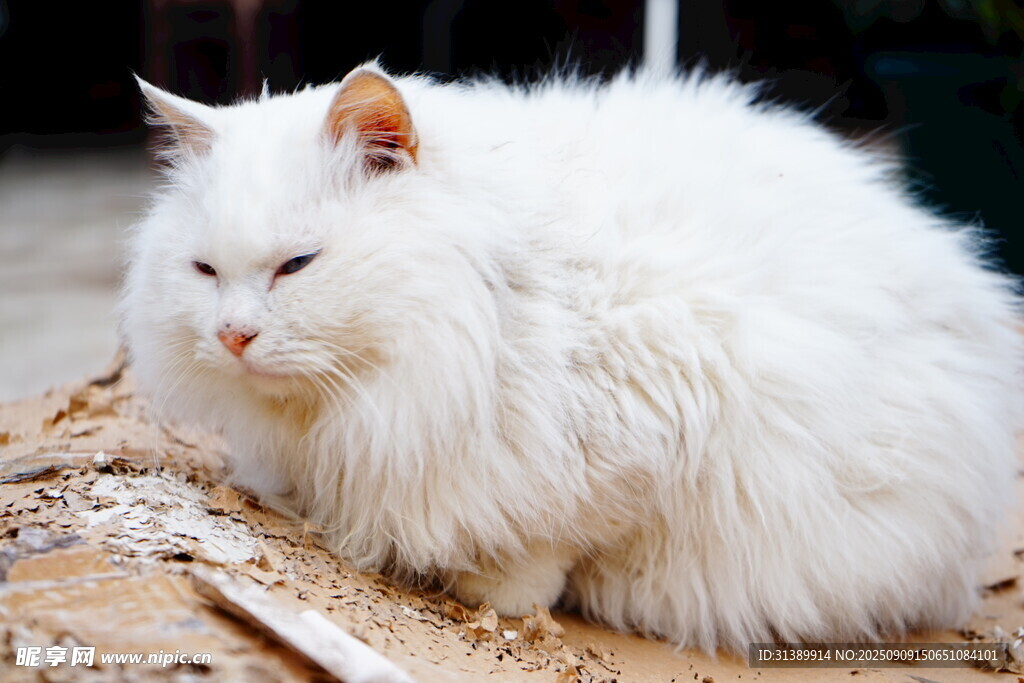 慵懒白毛猫惬意趴卧