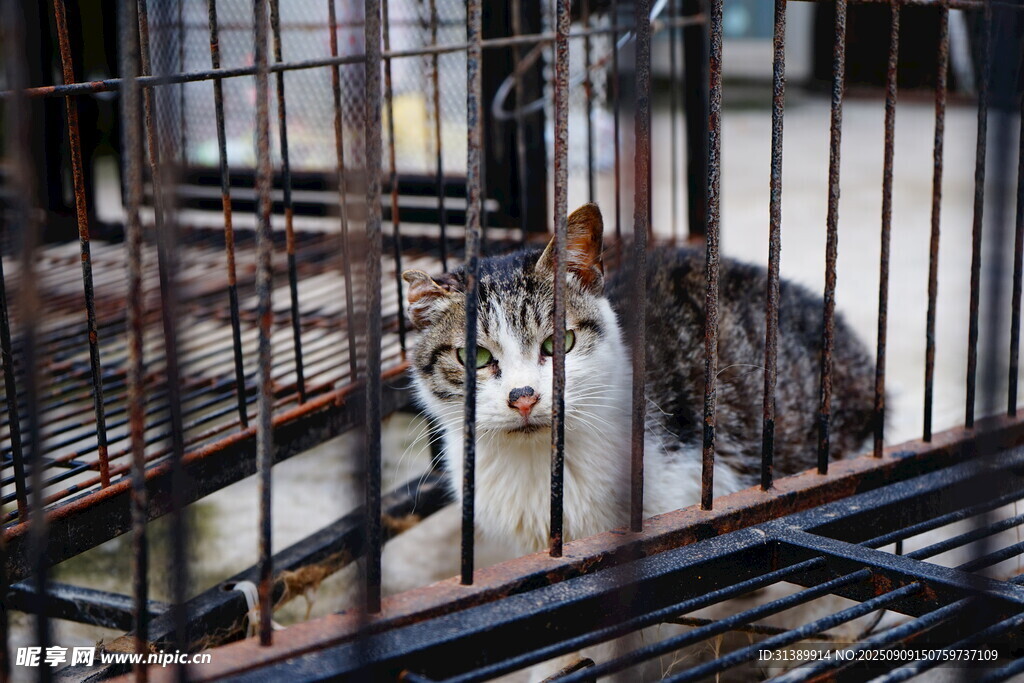 笼中猫咪