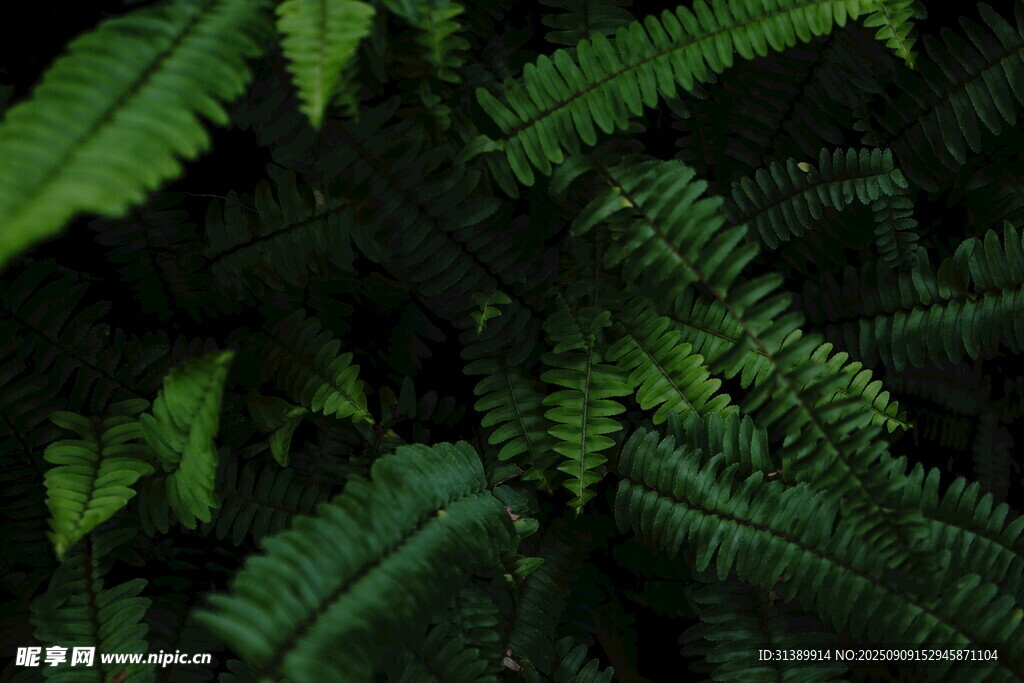 翠绿蕨类叶片特写