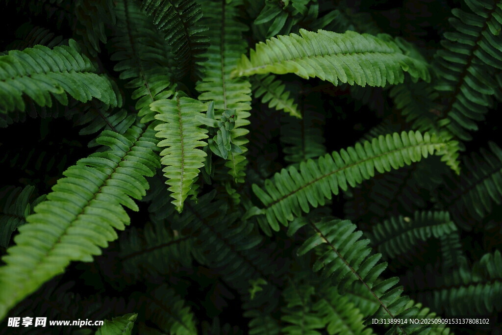 翠绿蕨类植物特写