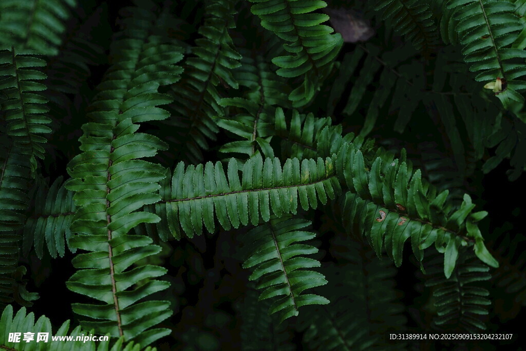 翠绿蕨类叶片特写
