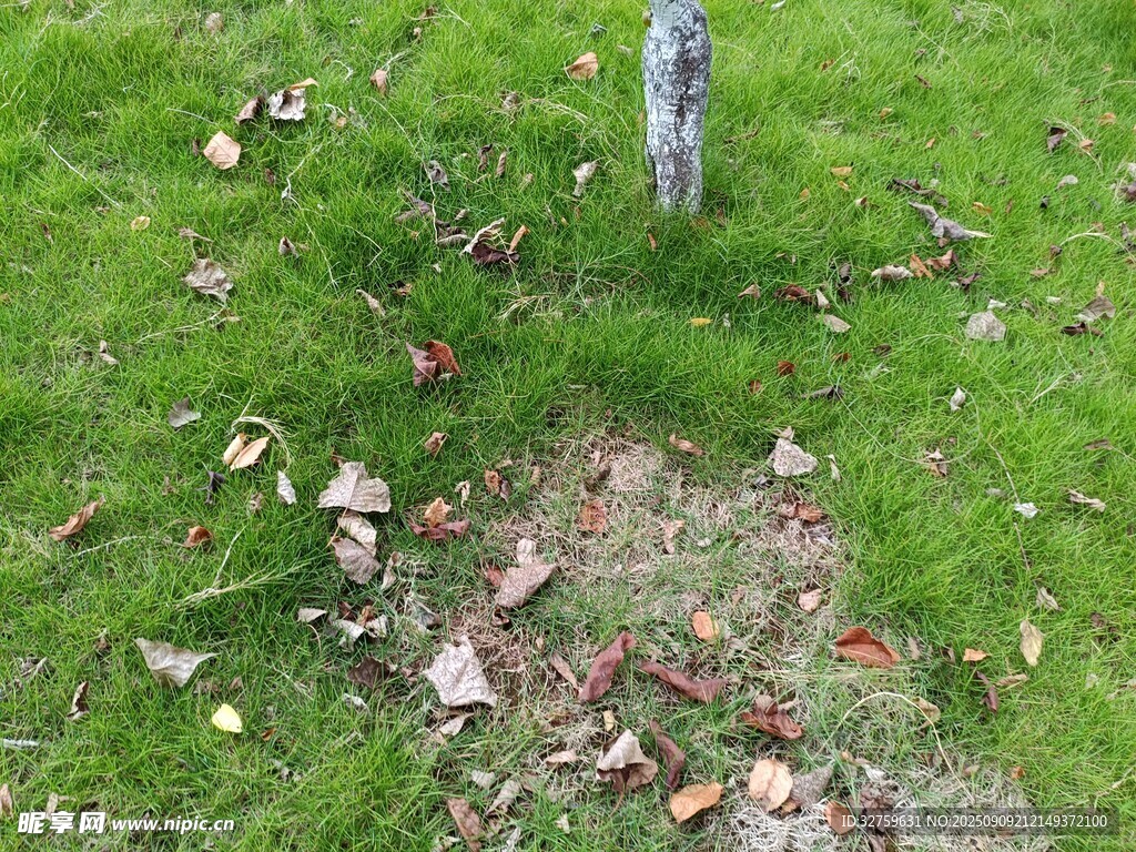 草地上的树桩与落叶
