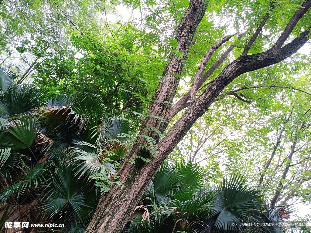 繁茂树林中的交错枝干