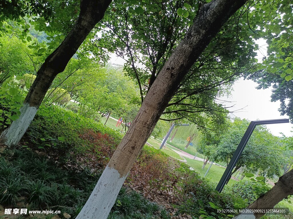 林间树木与围栏景致