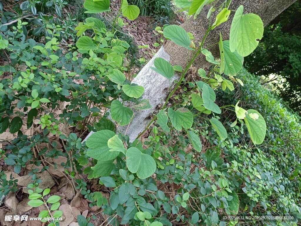林间绿植中的木质标牌