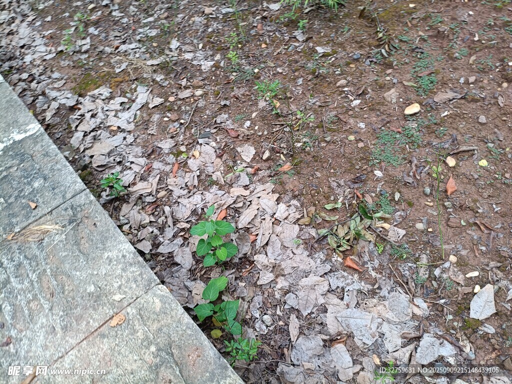 砖缝间生长的嫩绿小草