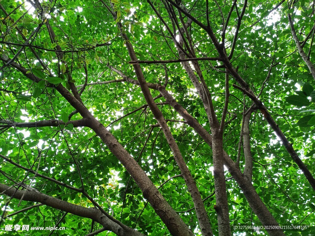 繁茂绿树展现盎然生机