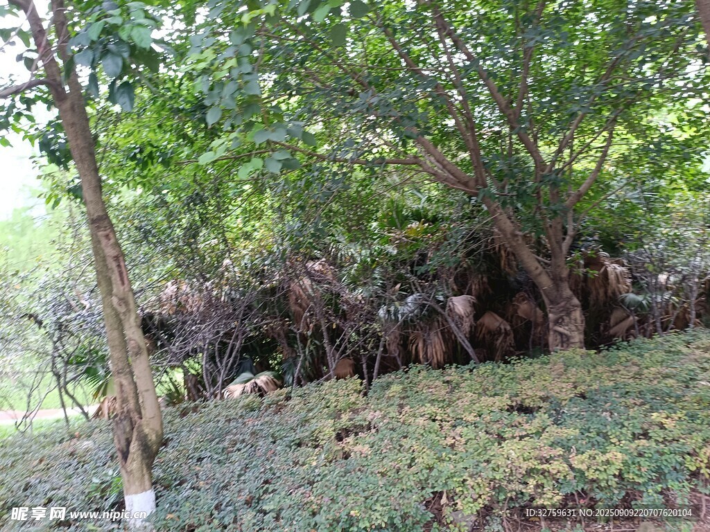 茂密树林中的自然景观