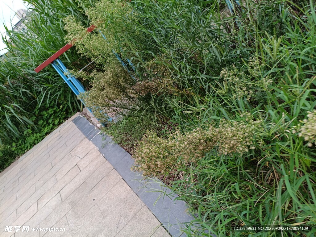 路边绿植中的蓝色物件