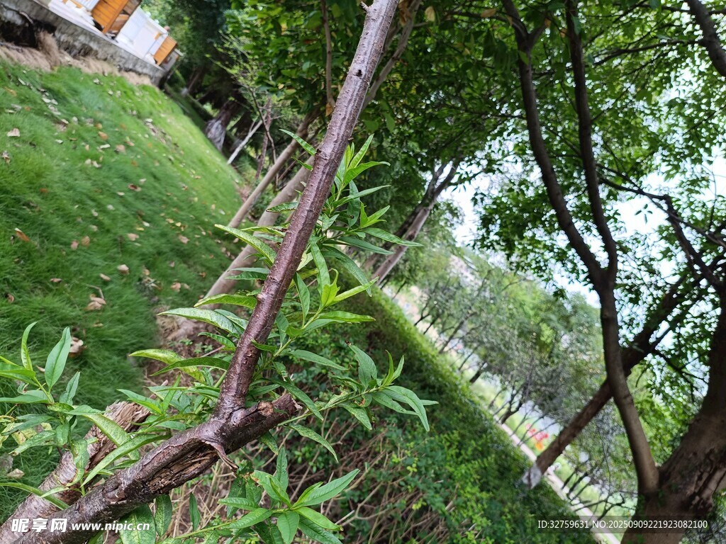 户外绿植与繁茂树枝景象