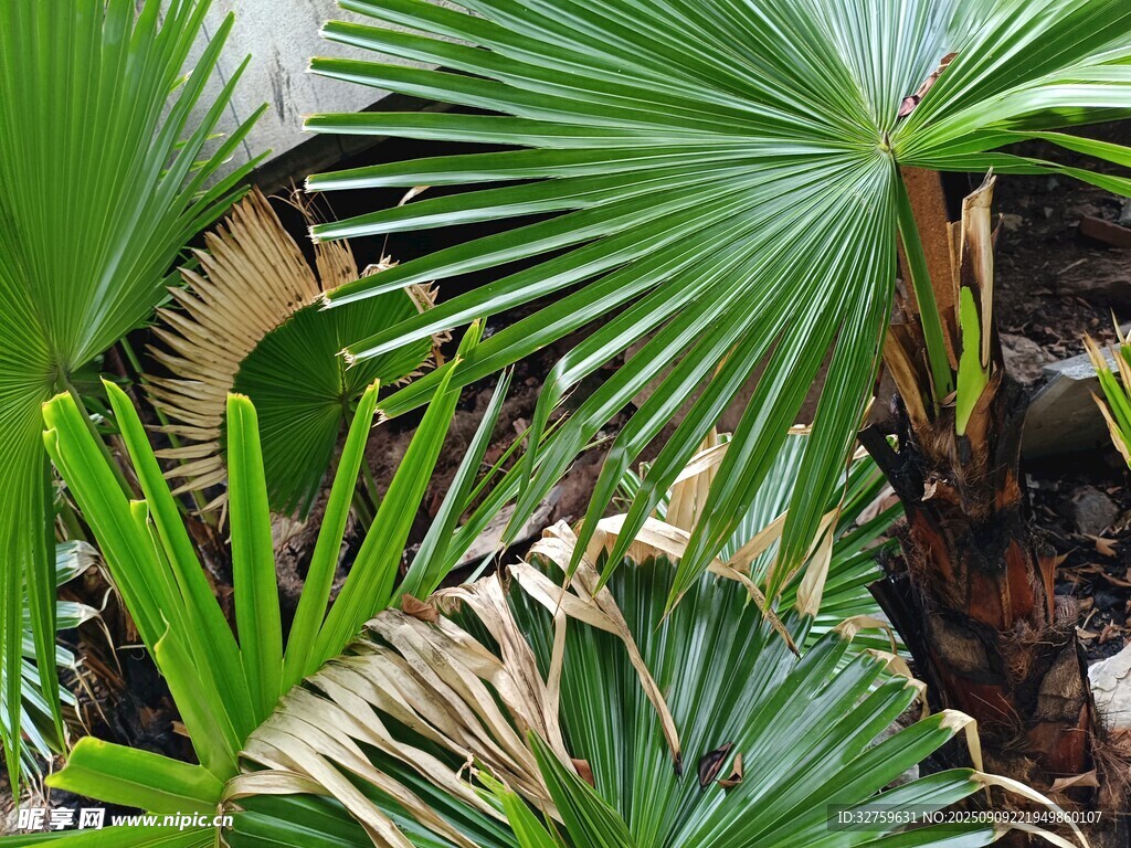 翠绿扇状棕榈植物叶片