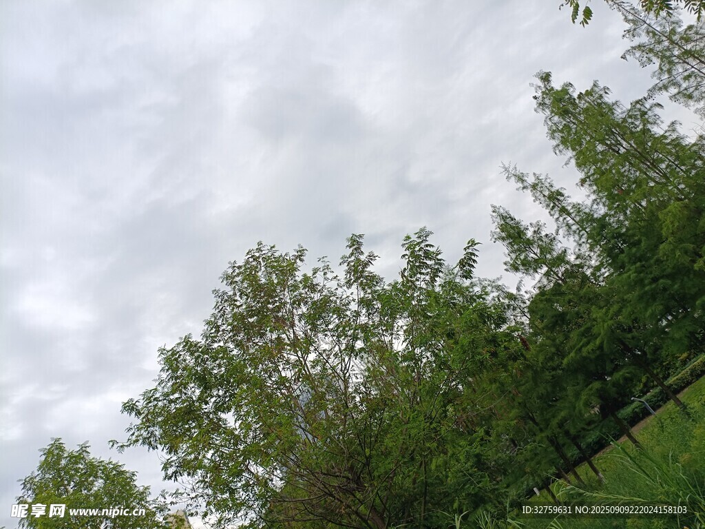 绿树映蓝天的自然景致