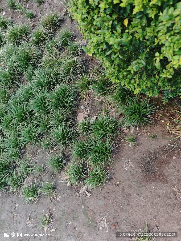 草地旁的绿植与裸露地面