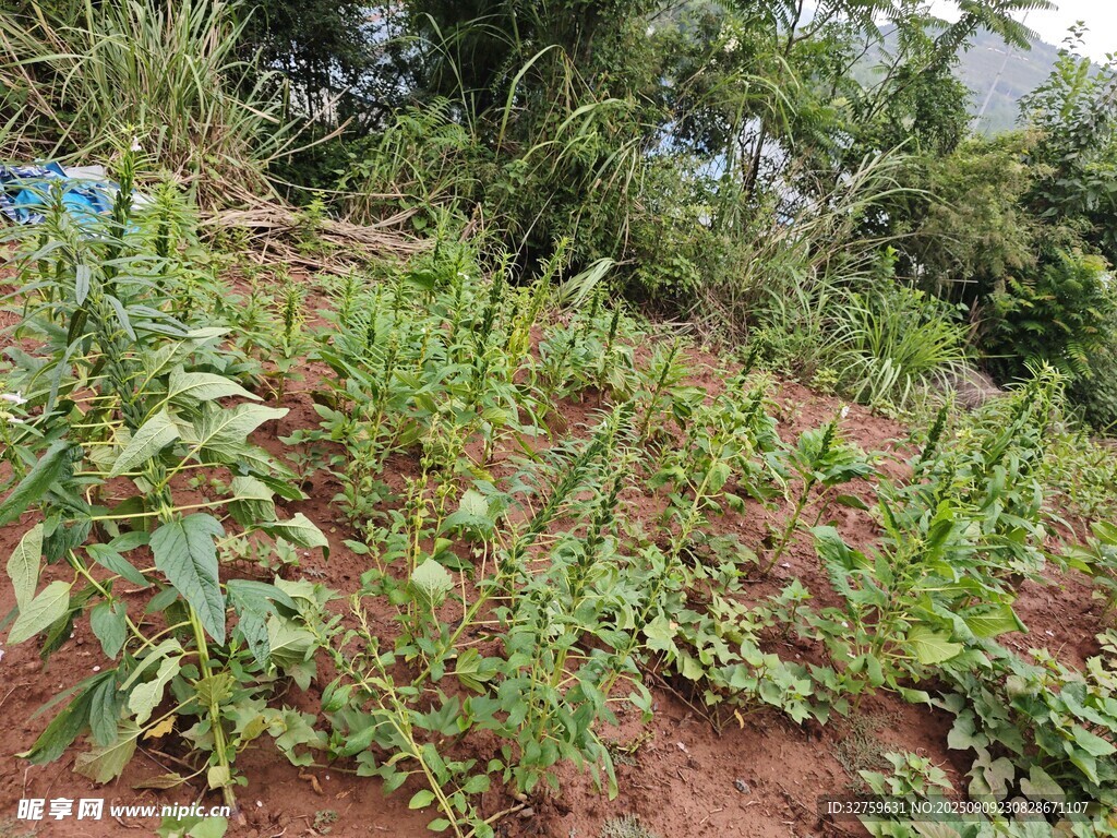 山坡上的绿色植物景观