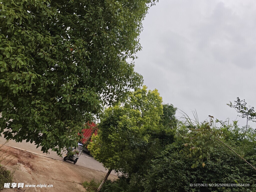 乡村小道旁的葱郁绿植