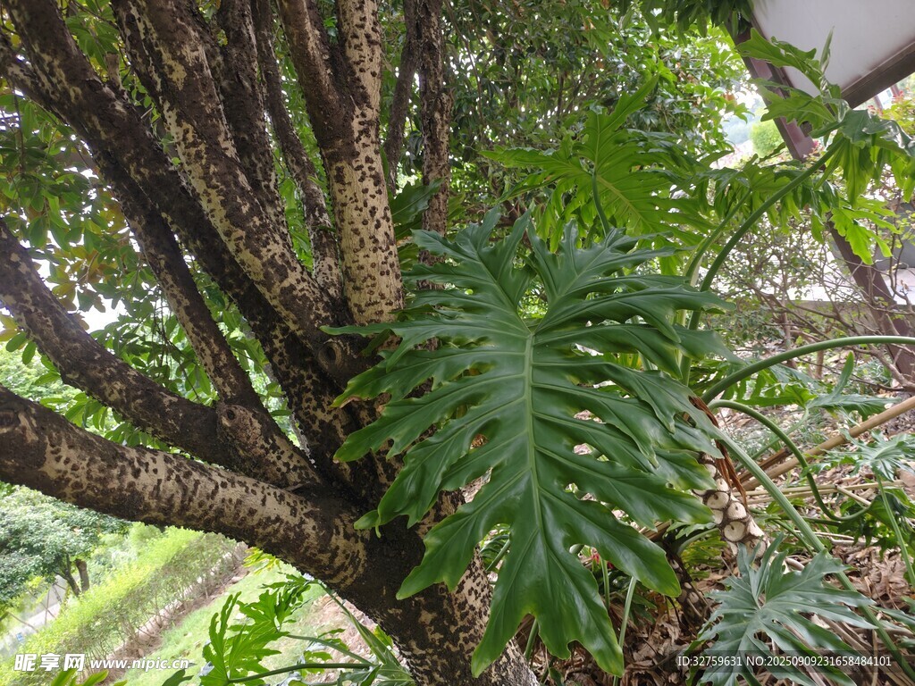 热带丛林中的奇特植物