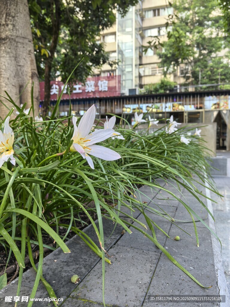 路边绽放的清新白色小花