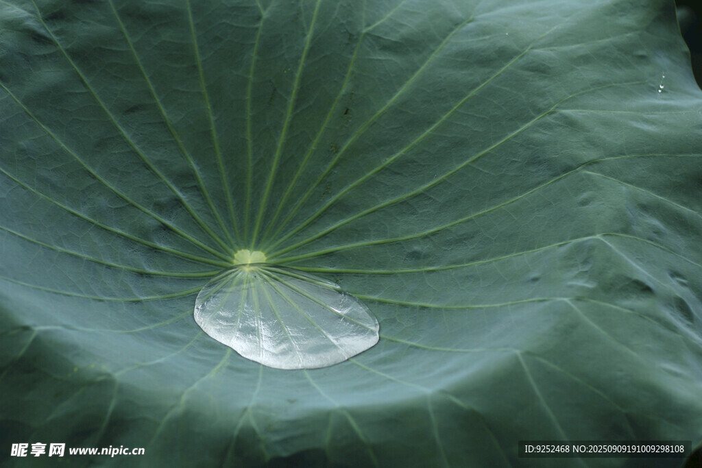 荷叶 水珠
