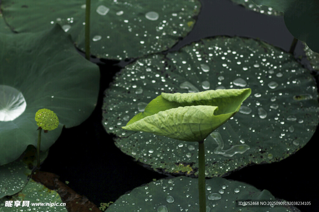 荷叶 水珠