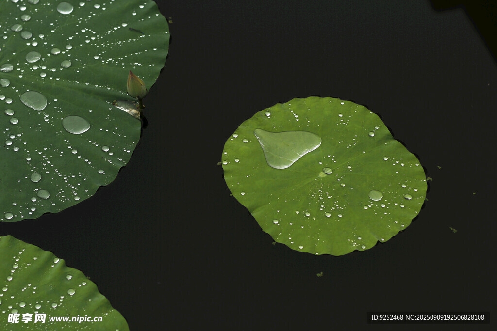 水珠 荷叶