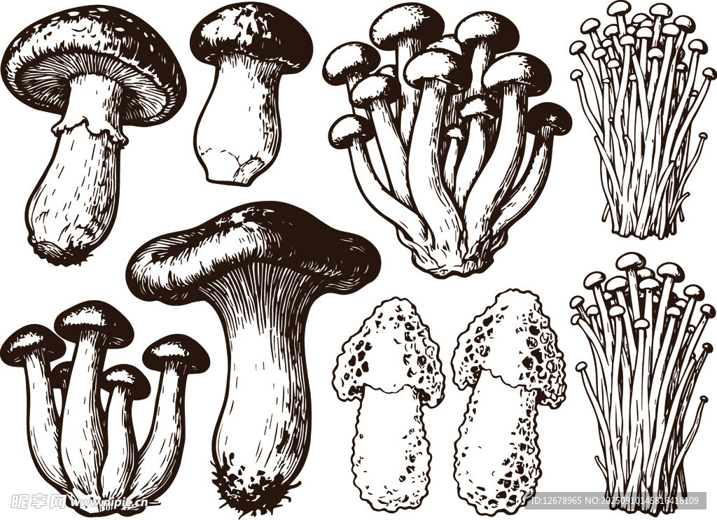 手绘多样蘑菇集合