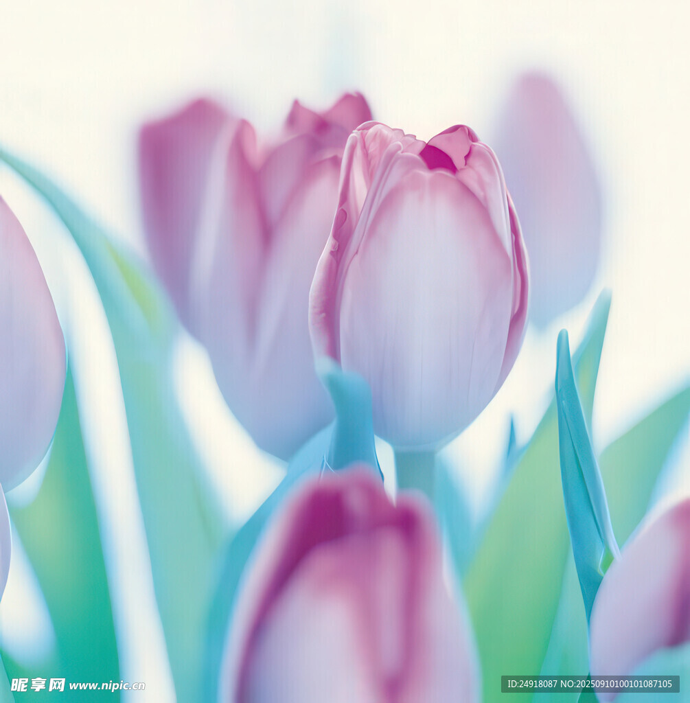 粉色郁金香花卉特写