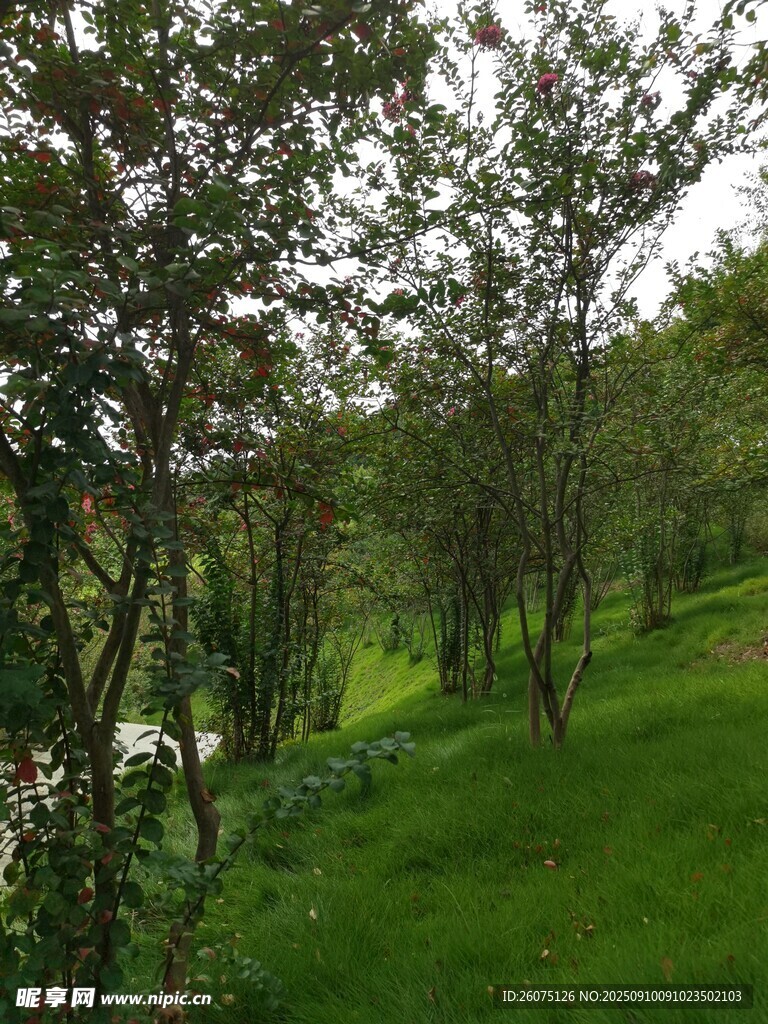 绿意盎然的林间草地