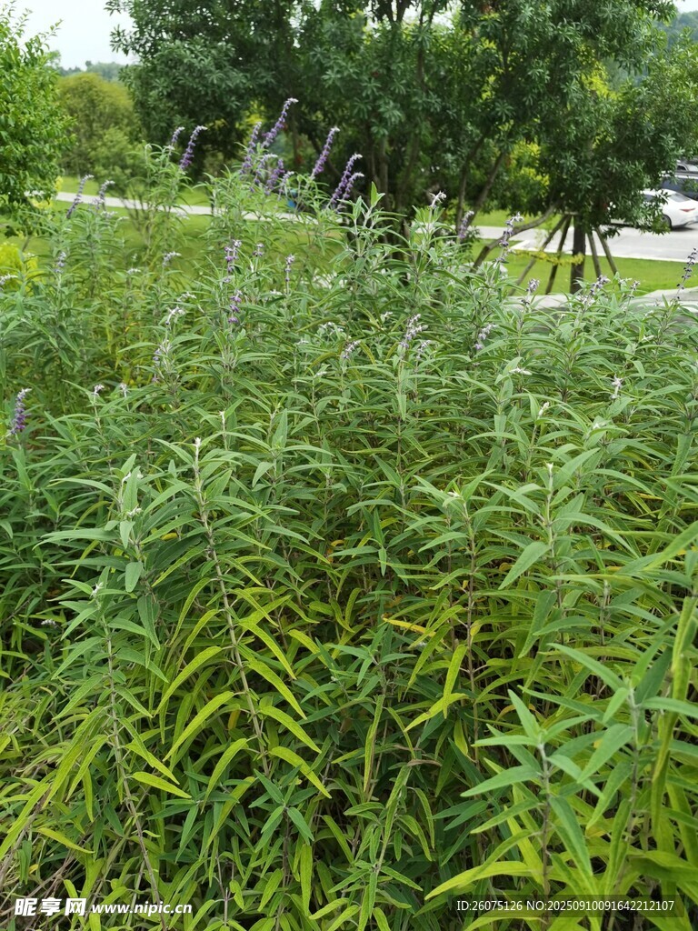 野外茂盛的绿色植物景观