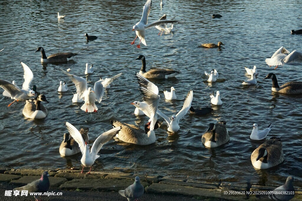 湖面上群鸟嬉戏的场景