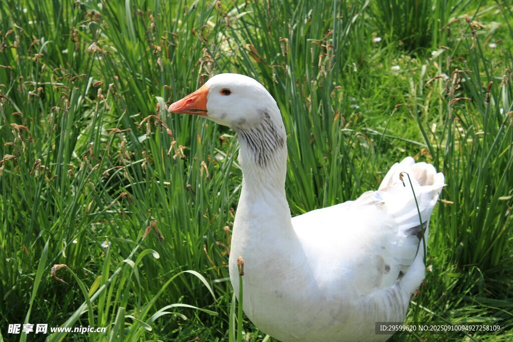 草地上的白鹅