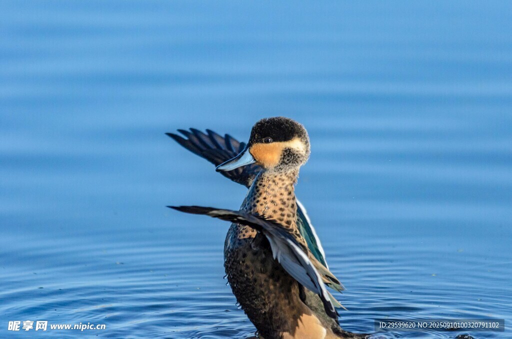 凤头鸊鷉水中优雅起舞
