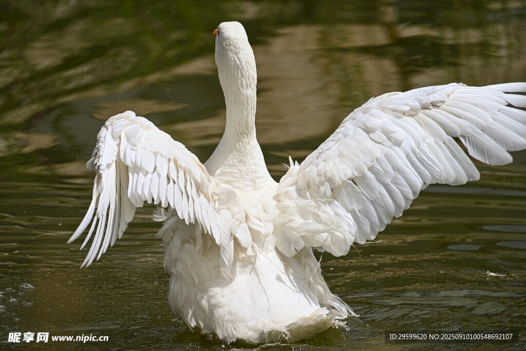 白鹅水中展翅
