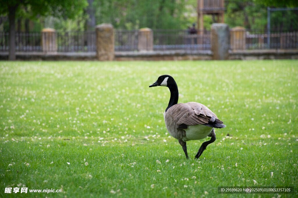 草地上单脚站立的加拿大鹅
