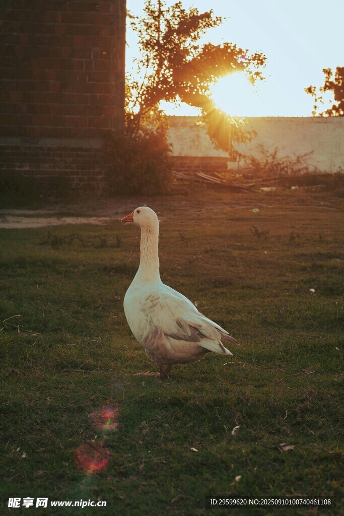 夕阳下的白鹅漫步